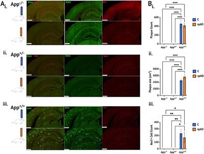 The effect of Aβ seeding is dependent on the presence of knock-in genes in the AppNL−G−F mice